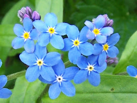 lesson on being kind and compassionate toward yourself - uchtdorf forget-me-nots