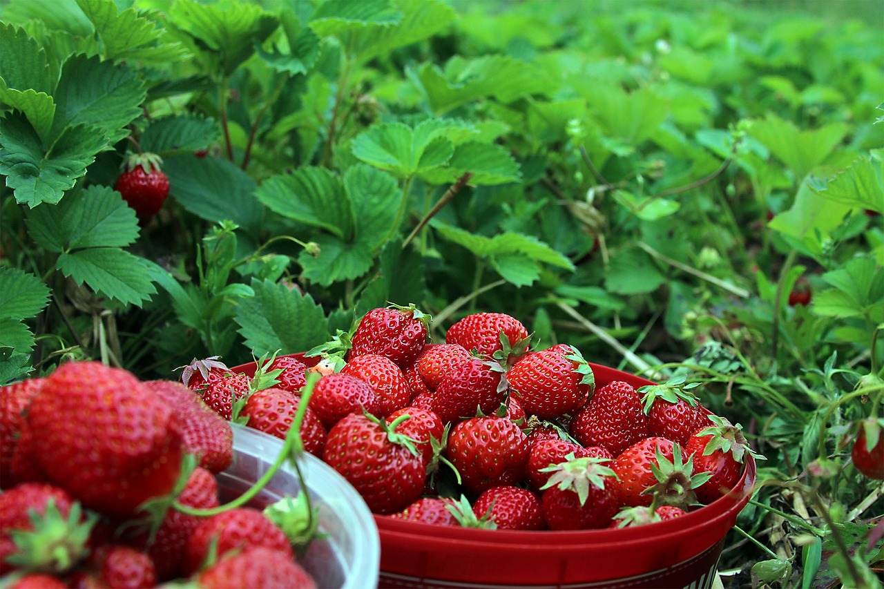Bongkar Rahasia Cara Menanam Strawberry  Agar Tumbuh Subur 
