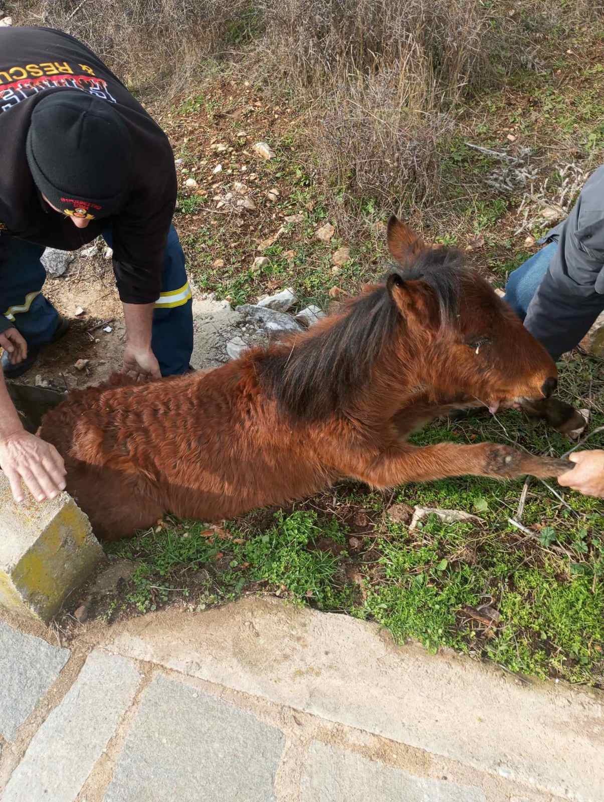 Ξάνθη: Πυροσβέστες διέσωσαν άλογο – Είχε εγκλωβιστεί σε στενό φρεάτιο [ΦΩΤΟ]