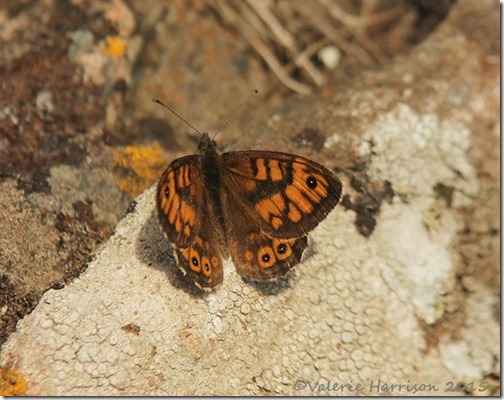 23-Wall-Butterfly