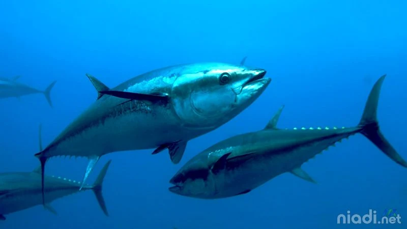 6. Ikan Tuna - 10 Ikan Tercepat di Dunia