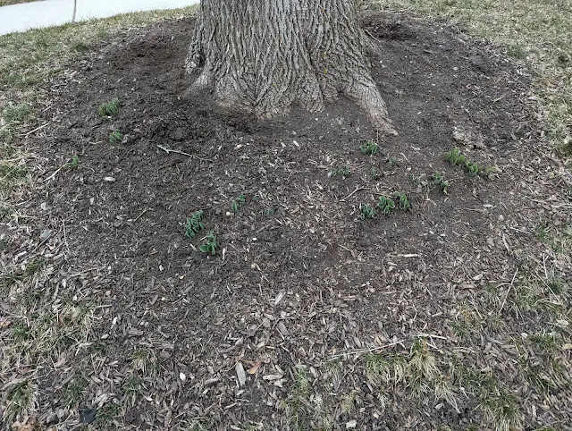 Tulip Foliage Emerges in Late Winter - Zone 6a