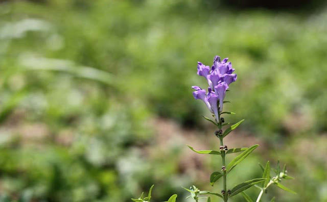 Baikal Skullcap Flowers Pictures