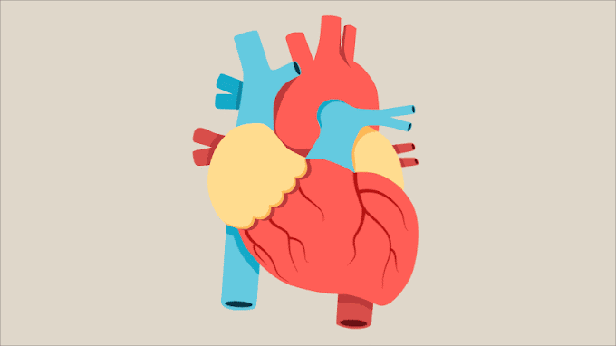 Kardiyovasküler Sistem Nedir? - Dolaşım Sistemi