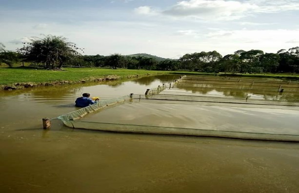 Fish Farming Business Free Template With Free Consultation