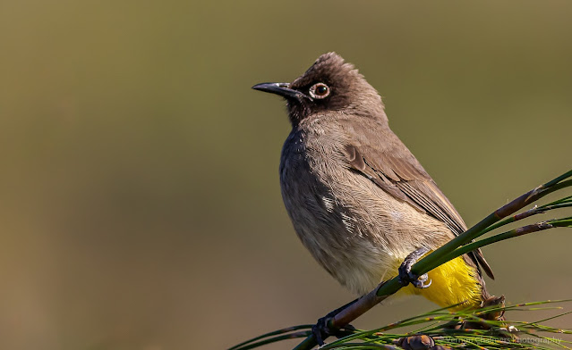 Perched Cape Bulbul Bird Kirstenbosch Photographer Vernon Chalmers