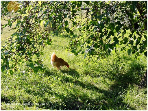 Una gallina buscando moras recién caídas - Chacra Educativa Santa Lucía