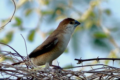 Indian Silverbill