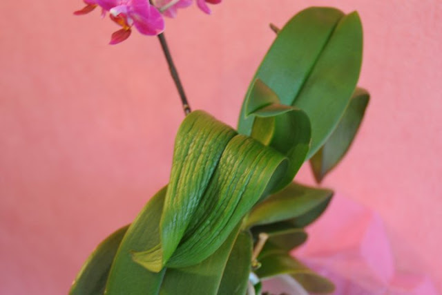 Como Cuidar de Orquídea Phalaenopsis Passo a Passo