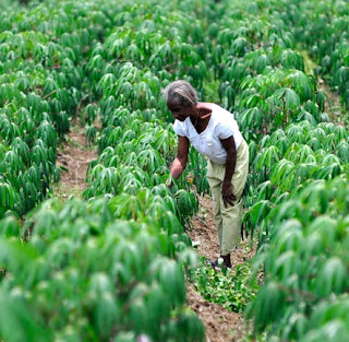 Farming Cassava Leaves