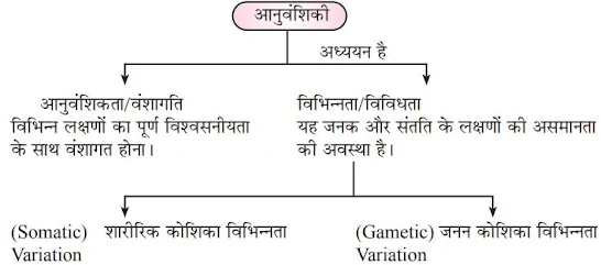 Notes of Science in Hindi for Class 10 Chapter 8 आनुवंशिकता एवं जैव विकास विज्ञान
