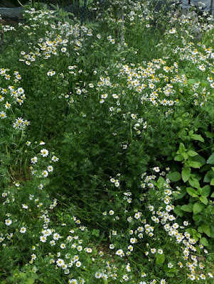 chamomile growing wild