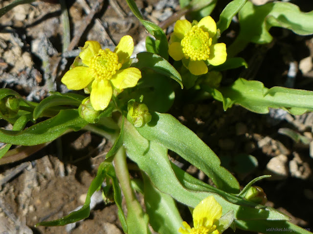 226: yellow flowers