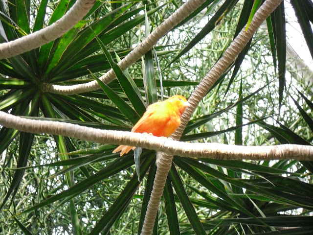 exotic birds in Bloedel Conservatory