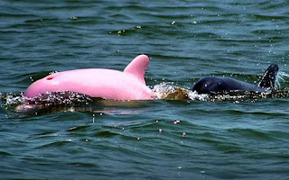 Chinese Pink Dolphins in Hong Kong Harbor