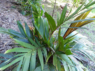 Areca vestiaria 'maroon' - Aréquier marron