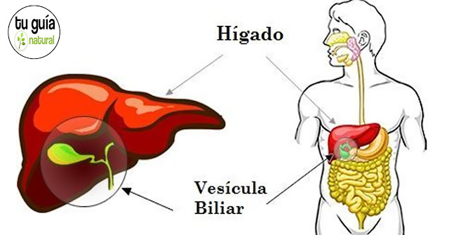 Resultado de imagen de higado y vesicula