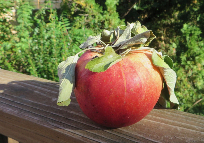 A striped orange-red apple with a crown of leaves