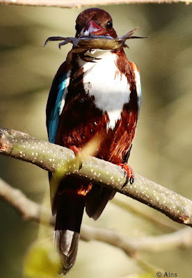 White-throated Kingfisher - resident