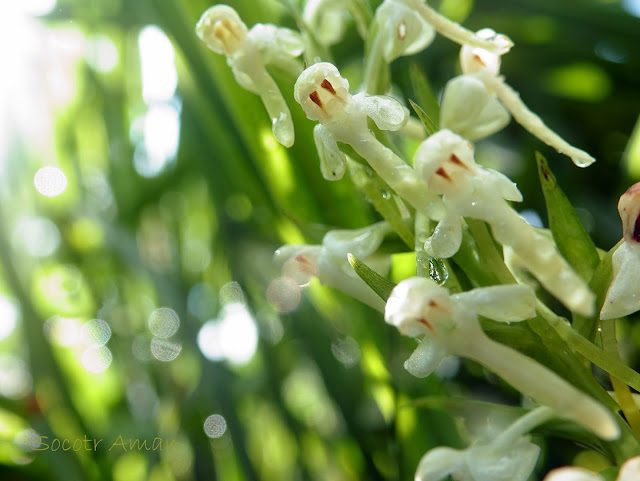 Platanthera japonica