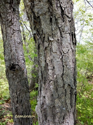 Липа амурская (Tilia amurensis)