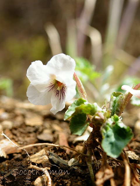 Viola keiskei