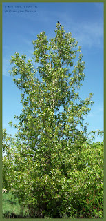 Photo of a tree with a Redwinged-Blackbird high on the top