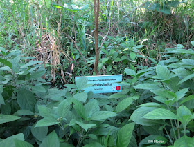 Assam indigo