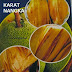 KARAT NANGKA - ADAKAH PENYAKIT? 