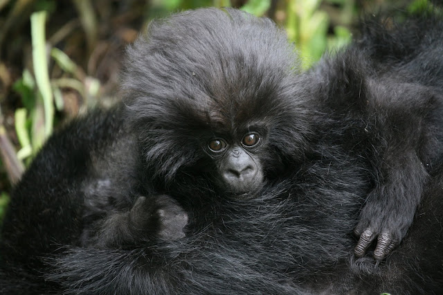  H5N1 recent census of the critically endangered mount gorillas  For You Information - Number of wild mount gorillas exceeds 1,000