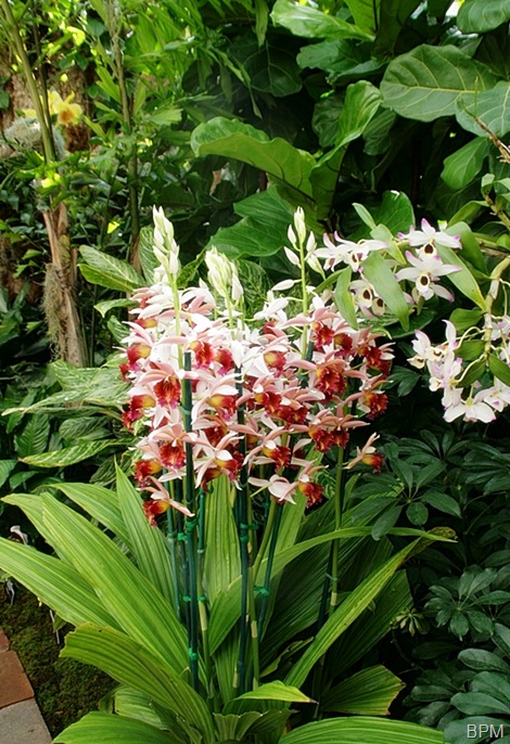 ORCHID SHOW 18