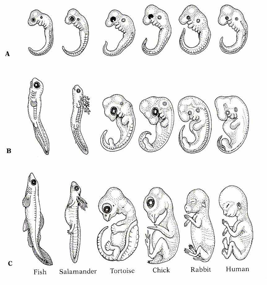 BIO_KITA: BUKTI EVOLUSI