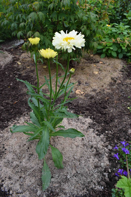 Leucanthemum x superbum 'Real Dream'