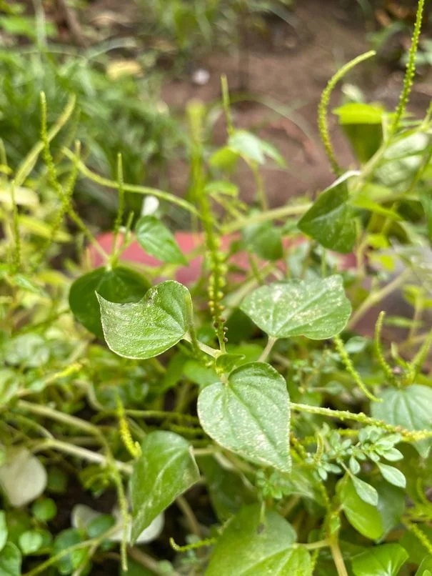 Pansit-pansitan plant at our garden