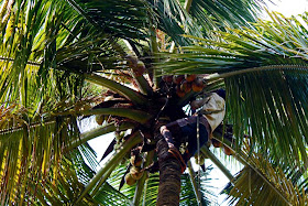 man in the branches of a coconut tree cutting coconuts