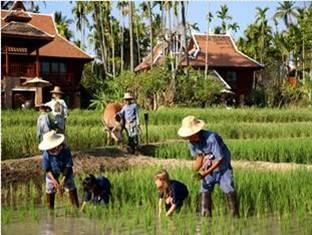 Mandarin Oriental Dhara Dhevi Hotel Chiang Mai - Kids Rice Planting
