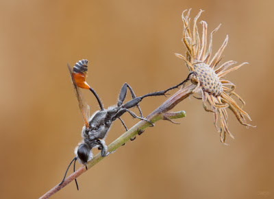 Fotos e imágenes muy bacanas de animales, flores y paisajes