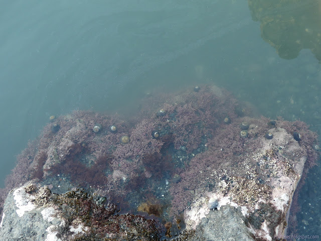 tide pool with much debris in the water