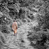 जब युवा संन्यासी ने वृद्ध संन्यासी को जाना - when young sanyasi understand the old sanyasi