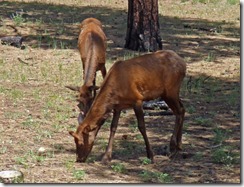Elk at Grand Canyon