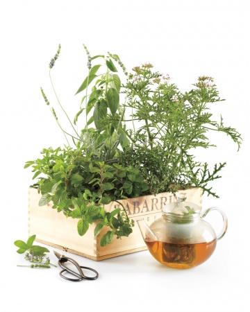 Good Ideas : Tea Garden in a Box | World In Green