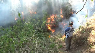 Hutan Pinus di Oro Oro Ombo Lumajang Terbakar Api