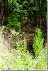 IMG_5354 copy