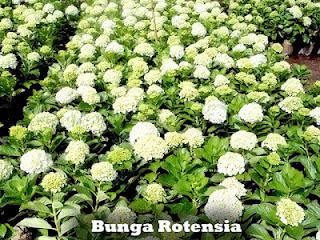 bogortukangtaman.blogspot.com