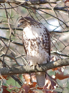 Red-tailed Hawk Hunting, 11/19/10 Broadmoor