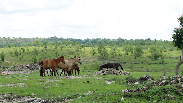 kawanan kuda di sumba