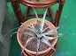 Tillandsia hildae care and culture