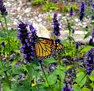 Butterfly on Flower