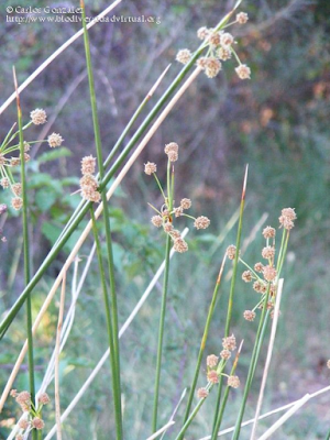 http://www.biodiversidadvirtual.org/herbarium/Scirpoides-holoschoenus-%28L.%29-Sojak-img174499.html