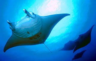 Manta Ray